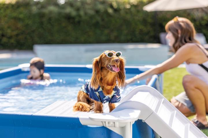 Pets Intex